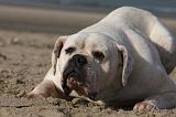BOULEDOGUE AMERICAIN 158